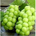 Yamanashi Shine Muscat