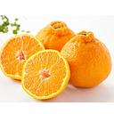 Japanese SHIRANUI Orange