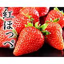 [H669] 紅ほっぺ苺Ｌ