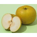 [H879] Japanese Pear